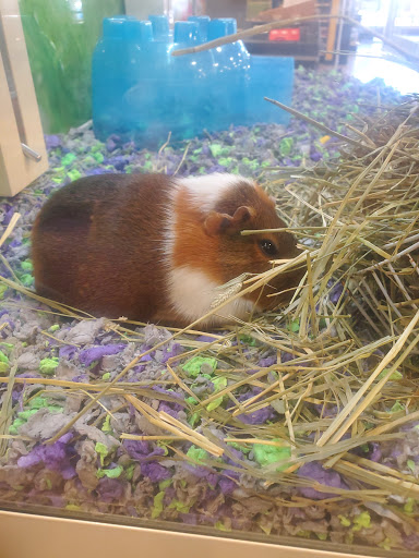 Pet Supply Store «PetSmart», reviews and photos, 466 S Watson Rd, Buckeye, AZ 85326, USA