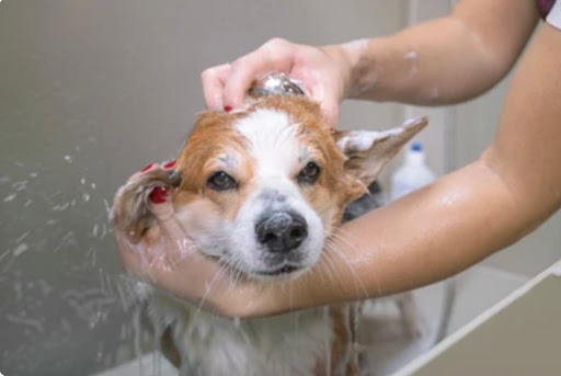 Pensioni per cani e dog hotel a BB PET WASH