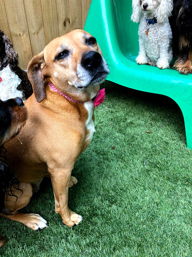 Barking Hound Village Cheshire