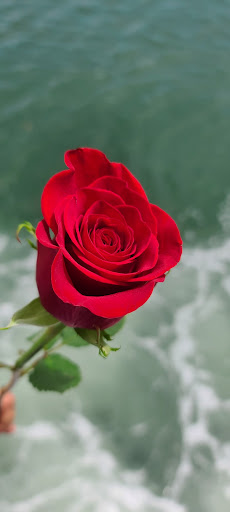 Florist «More Than Flowers», reviews and photos, 109 SE 2nd St, Miami, FL 33131, USA