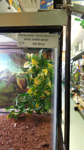 Pet Supply Store «Petland Discounts - Williamsbridge», reviews and photos, 3967 White Plains Rd, Bronx, NY 10466, USA