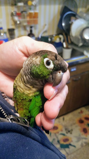 Bird Shop «Paterson Bird Store», reviews and photos, 13 Furler St # 1, Totowa, NJ 07512, USA