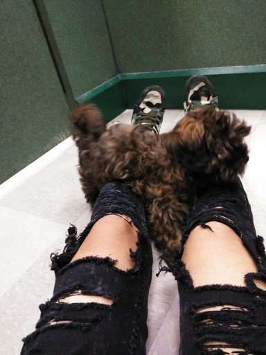 Pet Store «Petland Vineyard - San Antonio», reviews and photos, 1309 North Loop 1604 W #101, San Antonio, TX 78258, USA