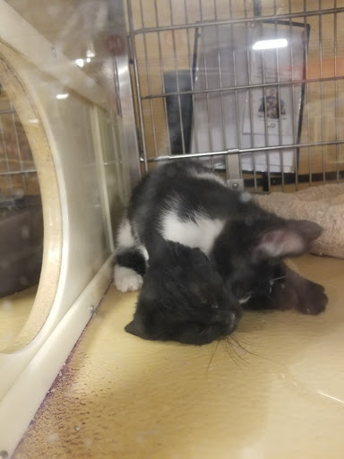 Pet Supply Store «PetSmart», reviews and photos, 261 Spreckels Ave, Manteca, CA 95336, USA