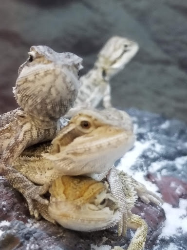 Pet Supply Store «Petco Animal Supplies», reviews and photos, 975 NW Gilman Blvd E, Issaquah, WA 98027, USA