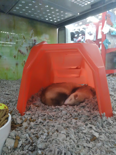 Pet Supply Store «Petco Animal Supplies», reviews and photos, 1111 S Main St #100, Bowling Green, OH 43402, USA