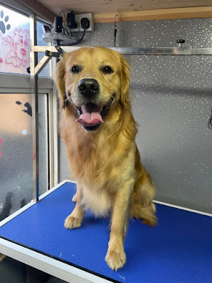 Lisaï¿½s Pet Services