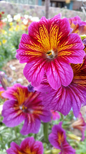 Botanical Garden «Mitchell Park Horticultural Conservatory», reviews and photos, 524 S Layton Blvd, Milwaukee, WI 53215, USA