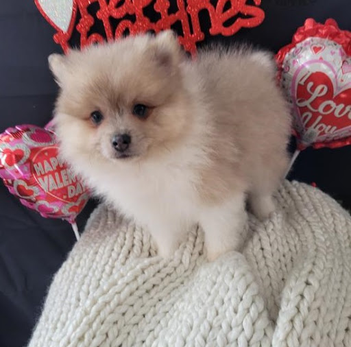 Pet Supply Store «Pet Club San Mateo», reviews and photos, 1850 S Norfolk St, San Mateo, CA 94403, USA