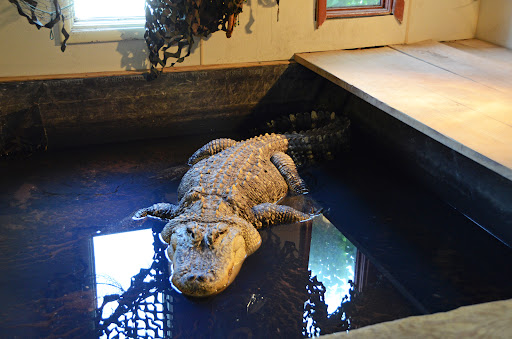 Pet Store «Night Stalkers Pet Emporium», reviews and photos, 5008 Madison Ave, Anderson, IN 46013, USA