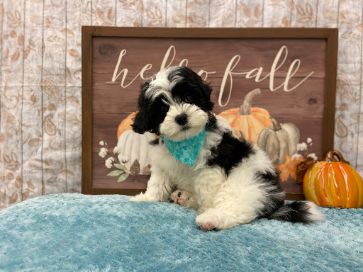 Pet Store «Happiness Is Pets», reviews and photos, 2936 Showplace Dr, Naperville, IL 60564, USA