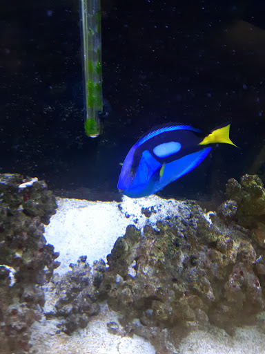 Pet Groomer «Edgewood Pet Center», reviews and photos, 3236 State Rd, Ashtabula, OH 44004, USA