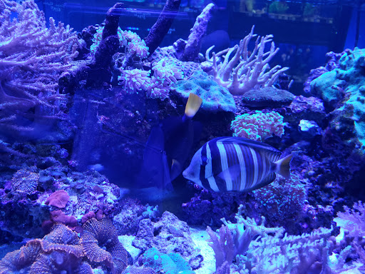 Tropical Fish Store «Exotic Aquatics», reviews and photos, 2929 Custer Rd #317, Plano, TX 75075, USA