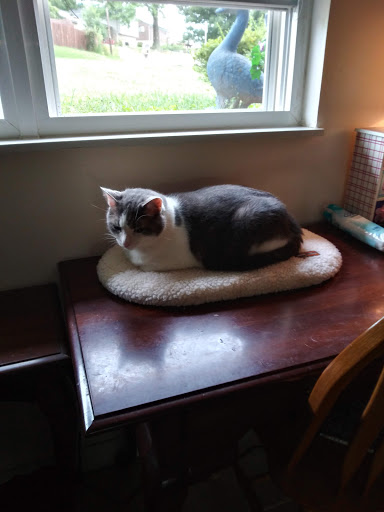 Pet Supply Store «Pet Supplies Plus», reviews and photos, 7701 Mall Rd, Florence, KY 41042, USA