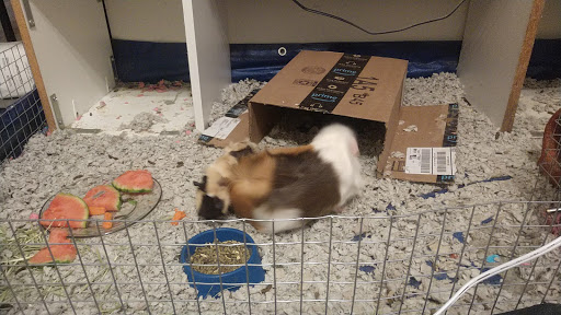 Pet Supply Store «PetSmart», reviews and photos, 479 River Hill Dr, Ashland, KY 41101, USA