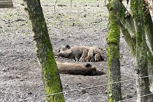 Wildschweingehege image