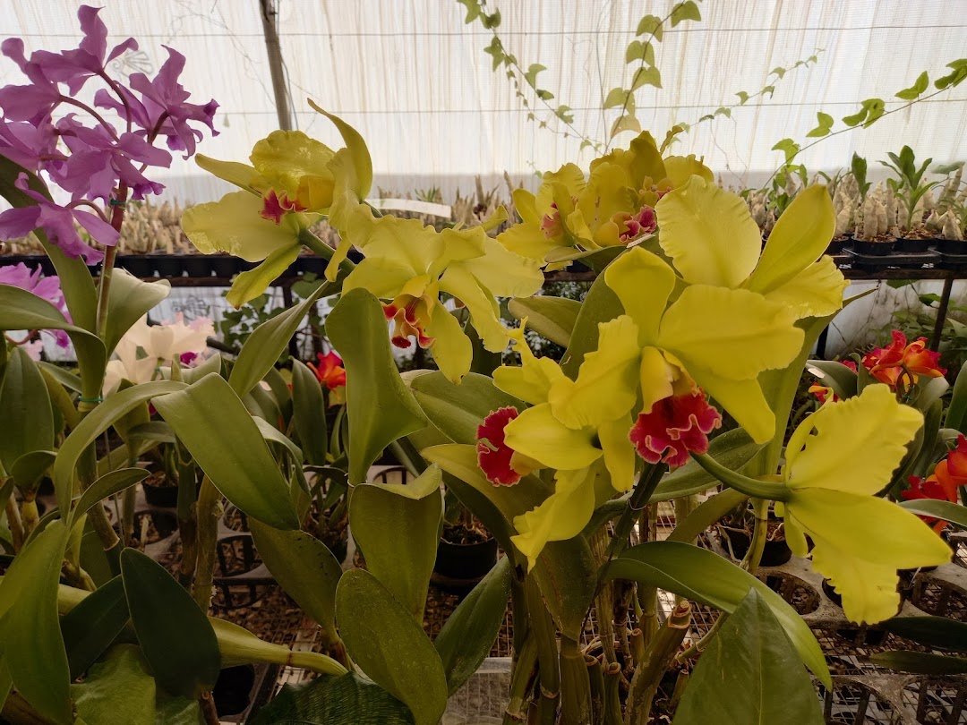Plantae Orchids
