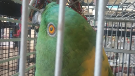 Pet Store «Louis Birds Pets & Supplies», reviews and photos, 80 Keyes St, San Jose, CA 95122, USA
