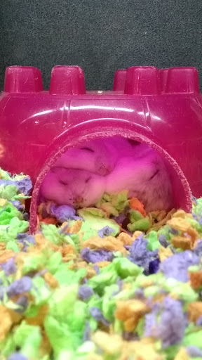 Pet Supply Store «PetSmart», reviews and photos, 157 Levittown Pkwy B, Levittown, PA 19055, USA