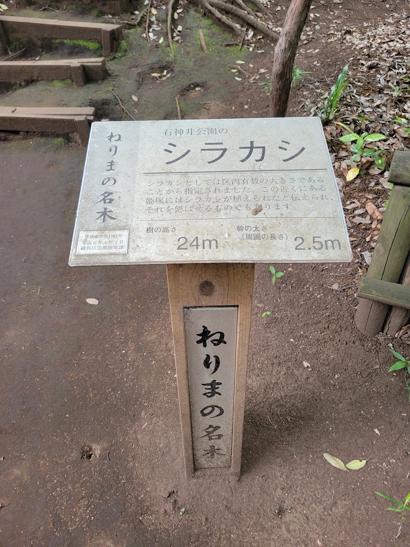 ねりまの名木 石神井公園のシラカシ