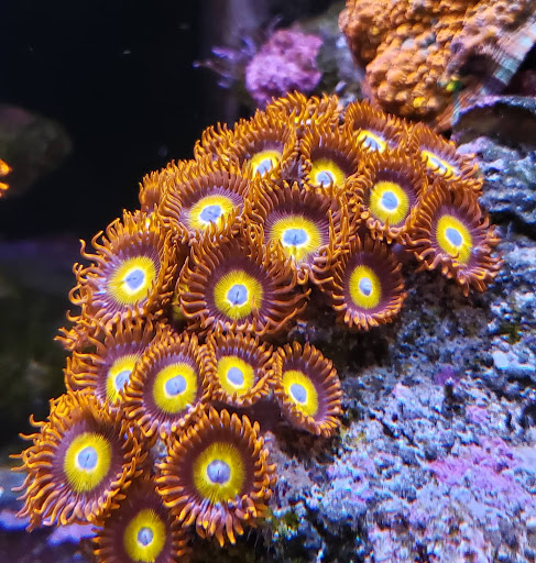 Tropical Fish Store «The Reef Shoppe», reviews and photos, 900 Morris Park Ave, Bronx, NY 10462, USA