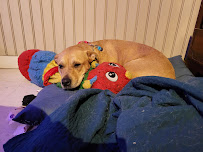 Hillman Veterinary Clinic - Photo 9 - Car repair in Pensacola, FL, Pensacola