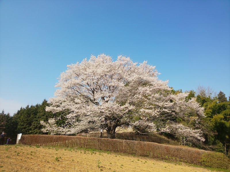 醍醐桜(2代目)