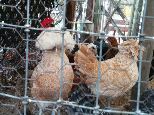 Gift Shop «Rose & Thorn», reviews and photos, 10050 Bodega Hwy, Sebastopol, CA 95472, USA