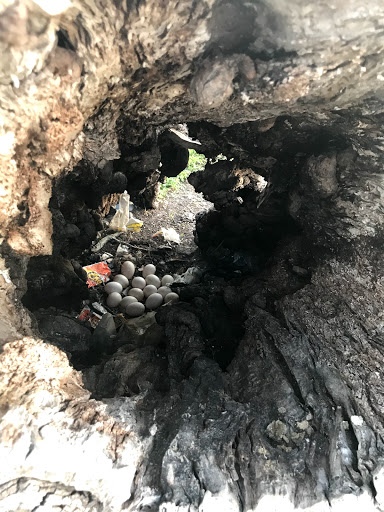 Park «Pendleton Park», reviews and photos, 1427 Morgan Blvd, Harlingen, TX 78550, USA