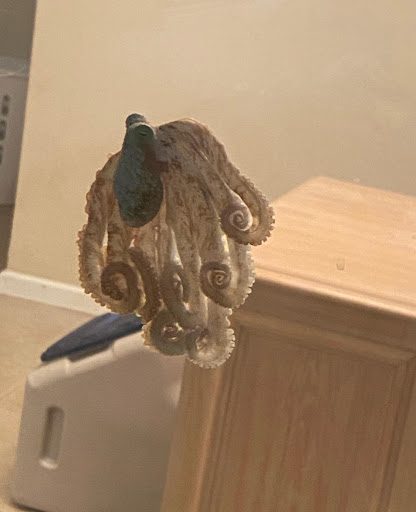 Tropical Fish Store «Fintastic Aquariums», reviews and photos, 3305 NW Main Ave, Jensen Beach, FL 34957, USA