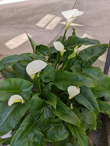 Park «Daejeon Park», reviews and photos, 1144 Sturgus Ave S, Seattle, WA 98144, USA