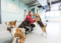 Pooches Paradise Daycare and Resort - Photo 6 - Car repair in Kansas City, MO, Overland Park