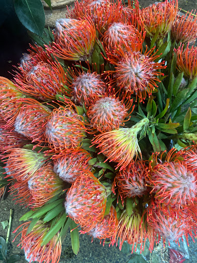 Florist «Brattle Square Florist», reviews and photos, 31 Brattle St, Cambridge, MA 02138, USA