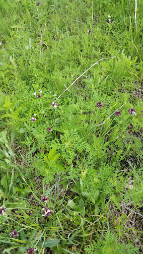 Nature Preserve «Rudy Kraemer Nature Preserve», reviews and photos, 12799 Chowen Ave S, Burnsville, MN 55337, USA