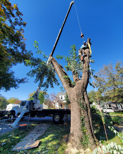 TN Tree Preservation - Tree Service & Removal