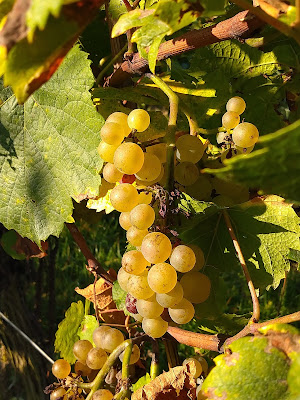 Domaine Walter à Pfaffenheim