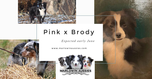 MarLoWin's Justa Little Aussies