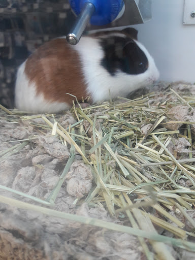 Pet Supply Store «Petco Animal Supplies», reviews and photos, 760 Queen St, Southington, CT 06489, USA