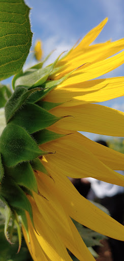 Tourist Attraction «Sunflower Maze», reviews and photos, South St, Middlefield, CT 06455, USA