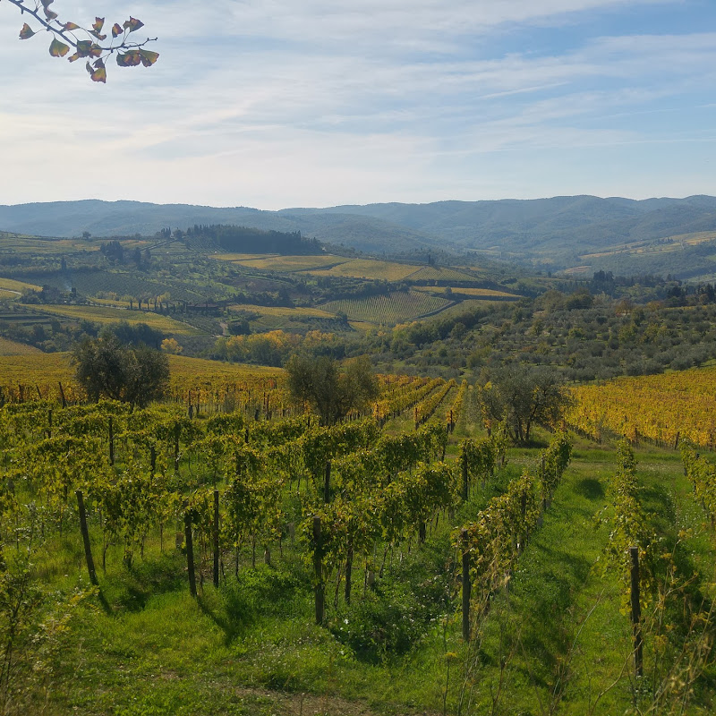 Tuscan Wine Tours With Angie