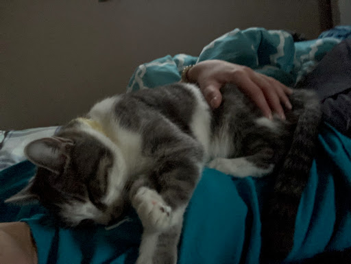 Pet Supply Store «Pet Supplies Plus», reviews and photos, 521 Noble Creek Dr, Noblesville, IN 46060, USA