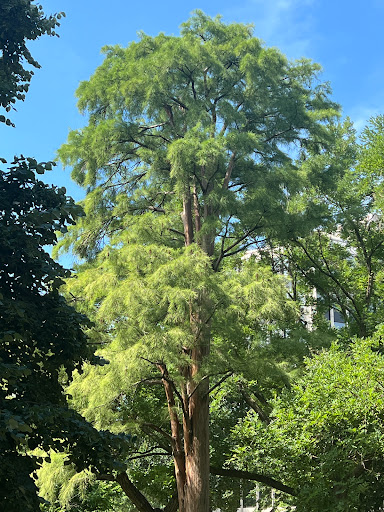 Recreation Center «Rosedale Recreation Center», reviews and photos, 1701 Gales St NE, Washington, DC 20002, USA