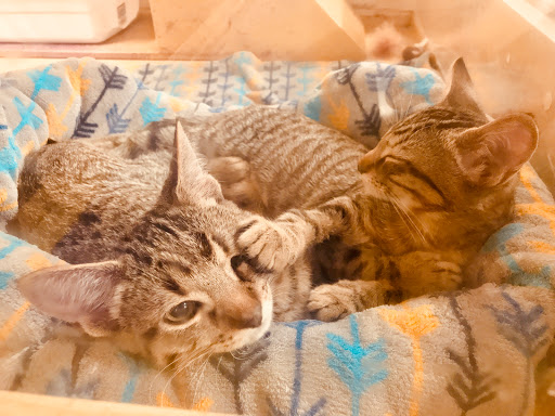 Pet Supply Store «PetSmart», reviews and photos, 2631 Beene Blvd, Bossier City, LA 71111, USA