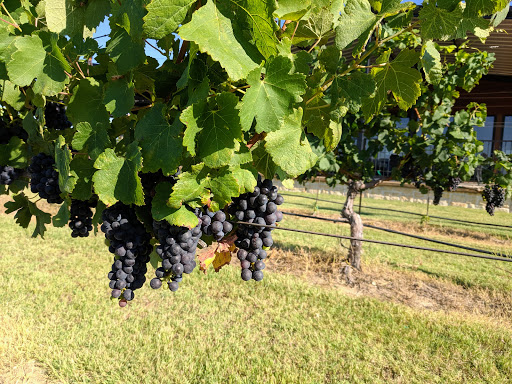 Winery «Arché Winery & Vineyard», reviews and photos, 228 Wagner Rd, St Jo, TX 76265, USA