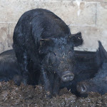 Photo n° 10 de l'avis de Patrice.o fait le 01/10/2023 à 16:50 pour Ferme des 4 Étoiles à Auffargis