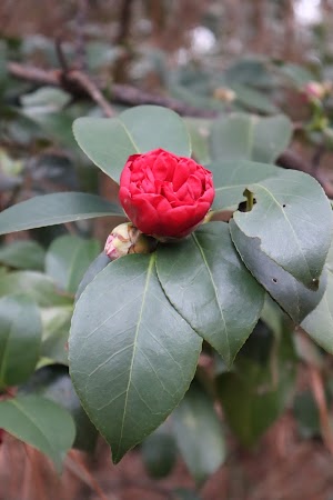 South Arkansas Arboretum - photo 80