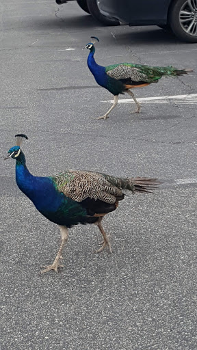 Donut Shop «Peacock Donuts», reviews and photos, 34 E Duarte Rd, Arcadia, CA 91006, USA