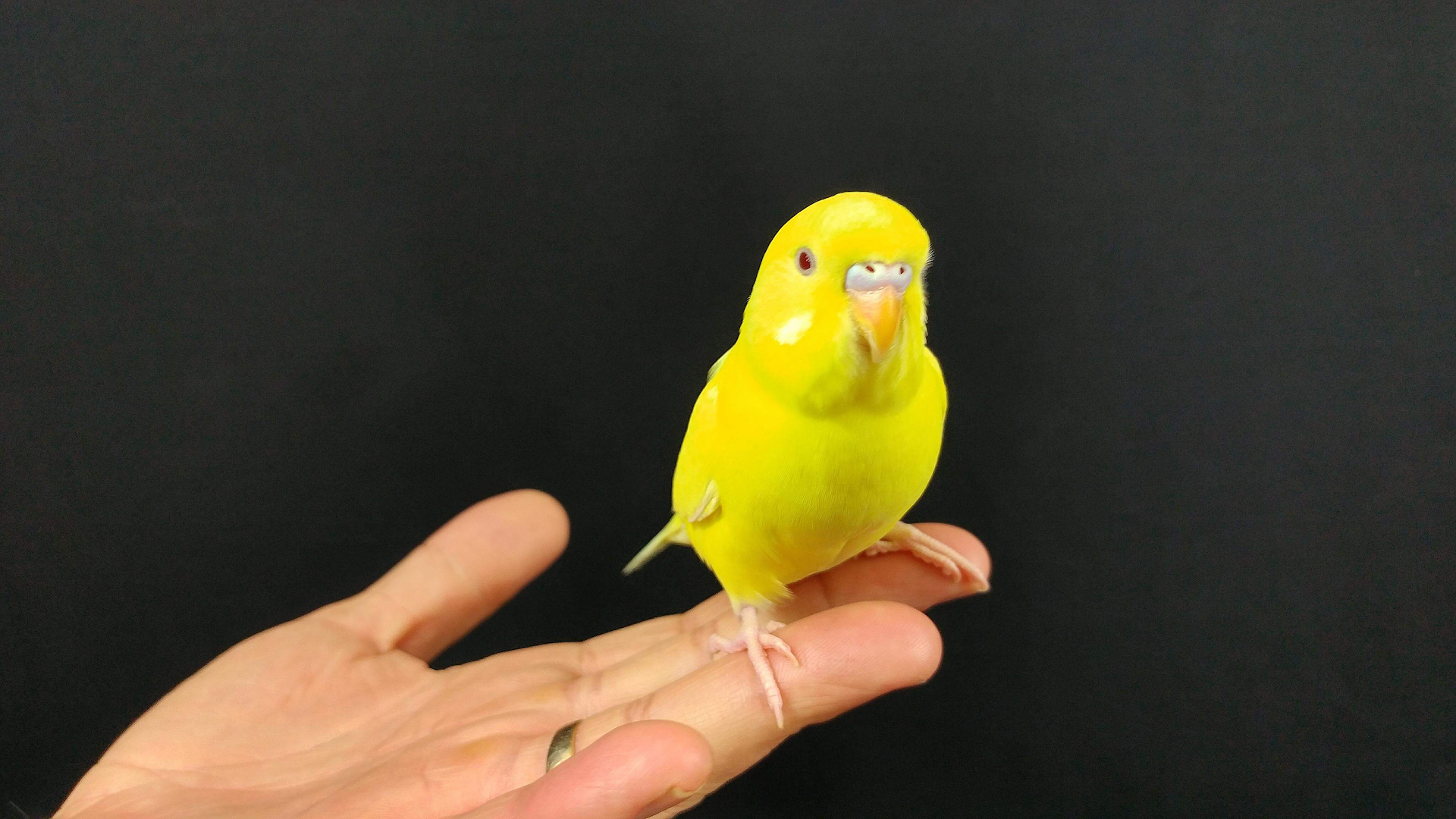 Little Tweets Hand Raised Parakeets