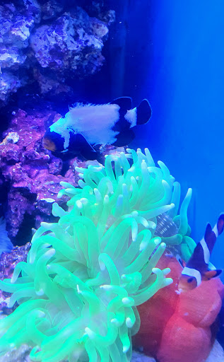 Pet Store «Oak Park Natural Pet & Fish», reviews and photos, 23 N Harlem Ave, Oak Park, IL 60302, USA