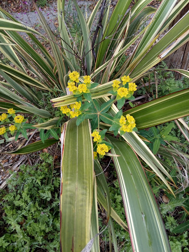 Market «La Honda Market», reviews and photos, 8865 La Honda Rd, La Honda, CA 94020, USA